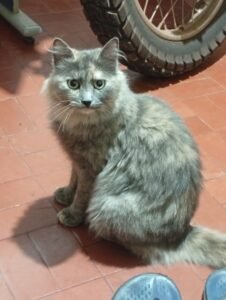 Gato de raza